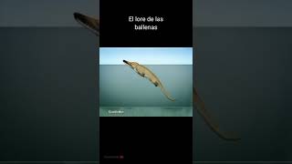 Evolución de las ballenas (cetáceos) #animales #prehistoria #ballena