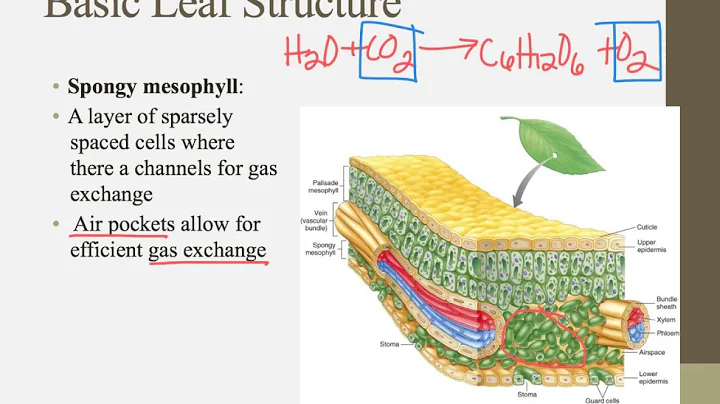 IB Biology Notes Chapter 9.1