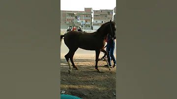 الدولى مسعود واولاد الجيار 