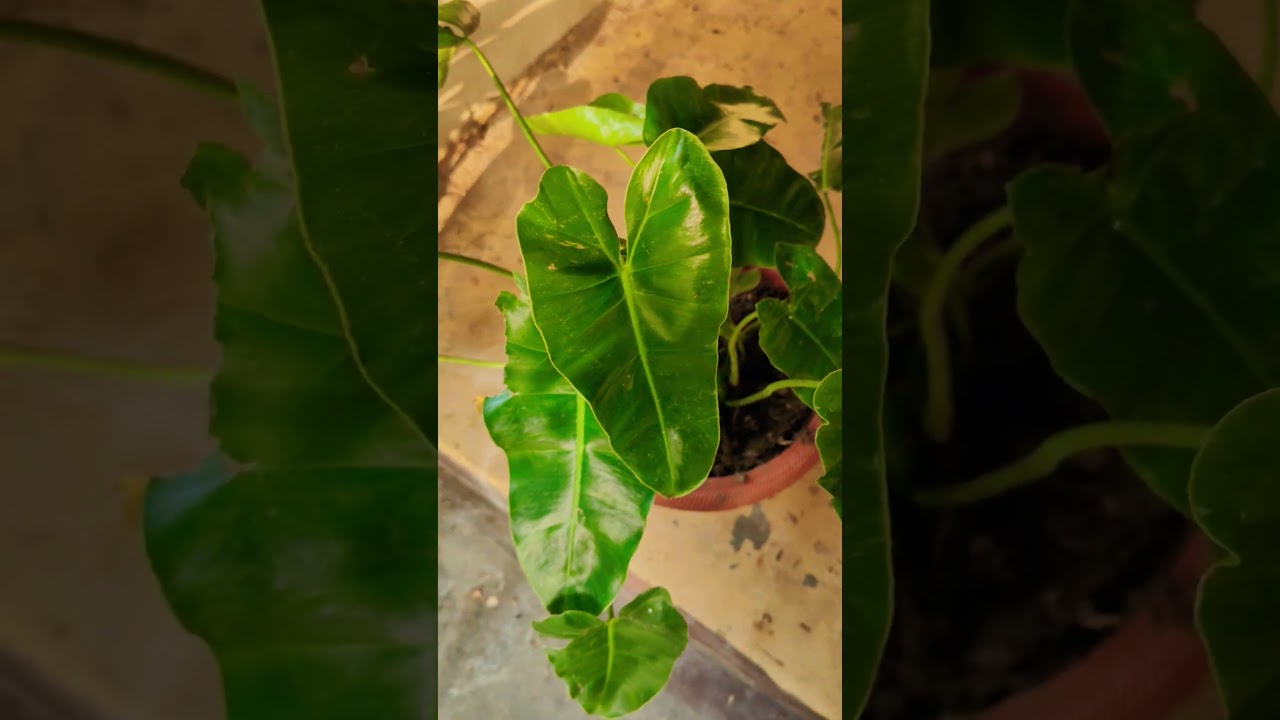 Benefits & Motivation for Gardening 🌹🌺🌵#gardening #plantlovers #terracegarden