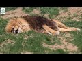 صوت الأسد _ زئير الاسد