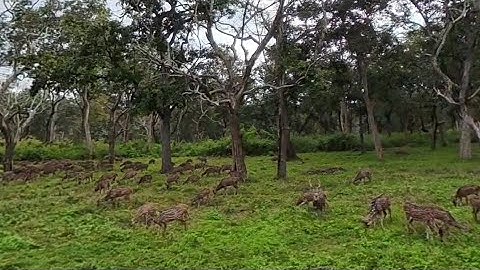 Bandipur Forest 360 video 4k|Use VR box For Better Experience #travelbyvijith #insta360x5 #360#viral