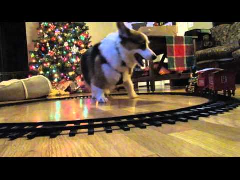 Corgi