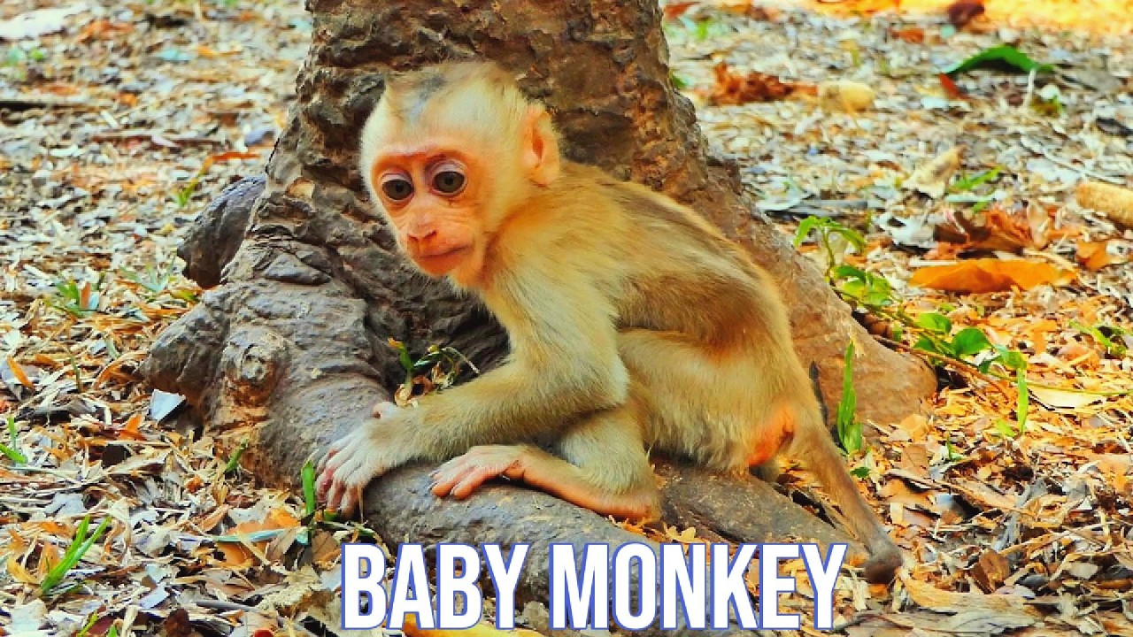 Life of love baby monkey Jovi and mama Joyce