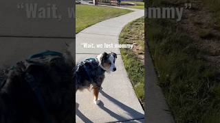 Aussie loses sight of his favorite human  #aussie #shorts #dogs