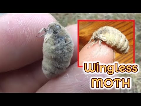 Video: Žravý Cherry Shoot Moth