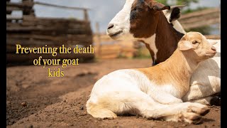 Preventing The Death Of Your Goat Kids