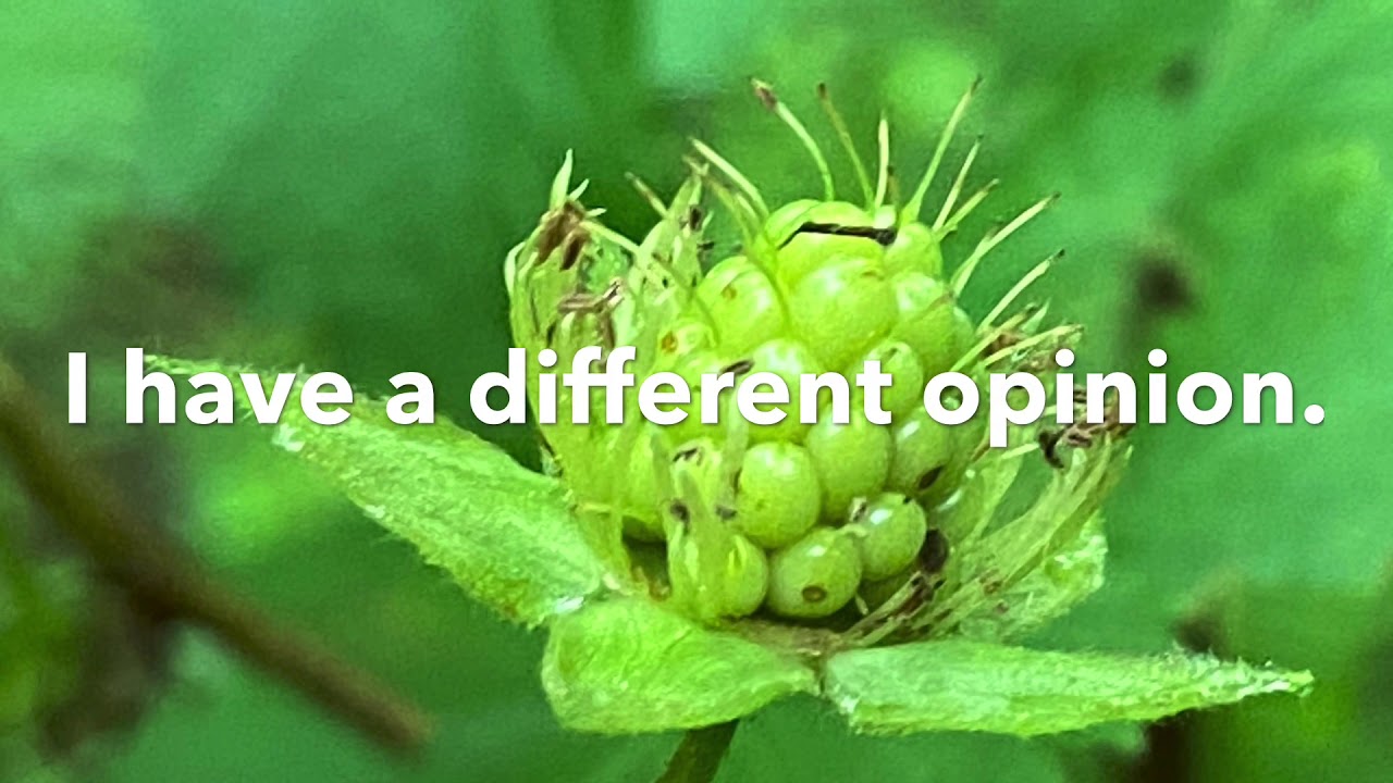 How To Say I Have A Different Opinion I Have A Suggestion English