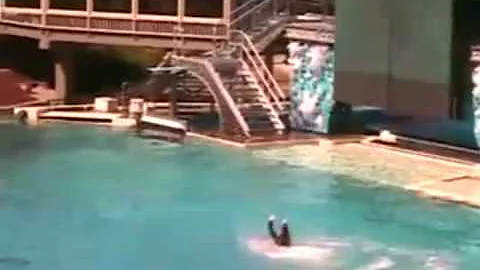Perché l'orca non attacca l'uomo?