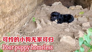It's so pitiful that the puppy was abandoned by its owner and became a stray.