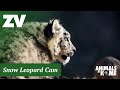 Snow Leopards Outdoor Cam