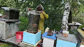 Роелов