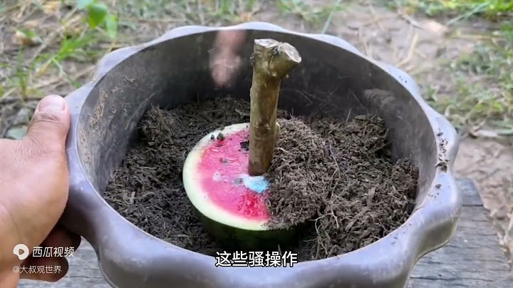 西瓜生长在芒果树上，摘完芒果又摘瓜，真的还是假的？马上揭秘