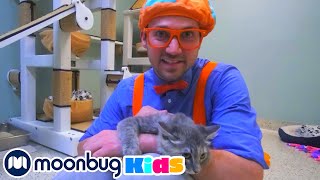 видео: Блиппи в приюте для животных | Moonbug Kids на Русском | Мультики на Русском картинка: Блиппи в приюте для животных | Moonbug Kids на Русском | Мультики на Русском