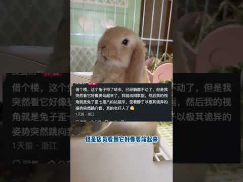 這誰能不害怕啊 我遇上了都得一邊哭一邊念阿彌陀佛（素材出自皮蛋粥 ）#兔子 #寵物 #球蟲病#回光返照 thumbnail