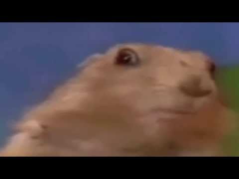 Dramatic Chipmunk HD
