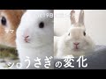 白ウサギの色が変化！？赤ちゃんの時と生後6ヶ月の比較！グルーミングしました#115