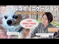 セッションライブ アニマルコミュニケーターあきよさん チワワトーマスくん セッションライブ アニマルコミュニケーターあきよさん チワワトーマスくん