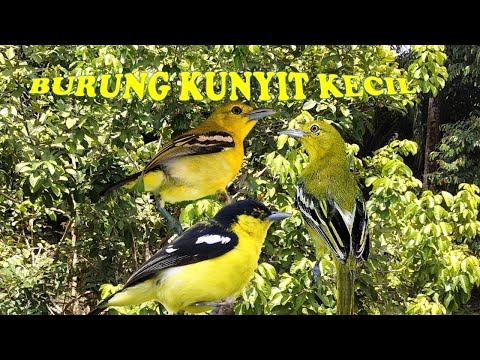 Kicauan Burung Kunyit Kecil