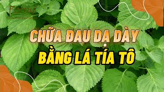 Download lagu CÁCH CHỮA ĐAU DẠ DÀY BẰNG LÁ TÍA TÔ