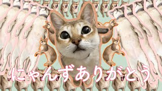 ねこの日スペシャルムービー