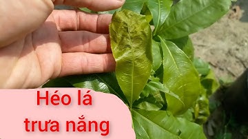 Héo lá mai trưa nắng. Các cách giải quyết.