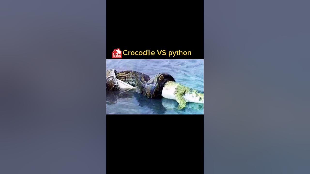 Crocodile vs Python - YouTube