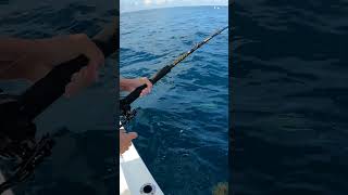 Yellowtail - My Favorite To Hook & Cook