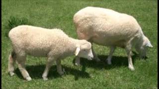 羊を数えるが眠れない 日本人には効果がない理由 ギネスと怖い話