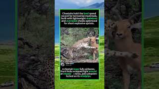 🦌 Sprint Endurance VS Explosive Burst: Classic Savanna Speed Duel#CheetahAirborneImpalaHunt