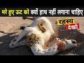 मरे हुए ऊट के पास गए तो मौत पक्की है | Camel Facts In Hindi | factmantra