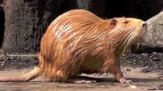 Nutria Fortbewegung