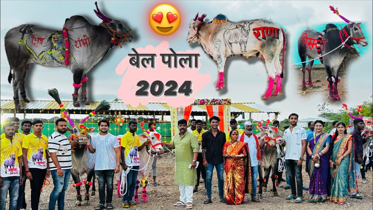 बेल पोला 2024 | बैलांची सजावट | BAIL POLA FESTIVAL OF MAHARASHTRA | SANDEP BHAI MALI BHOPAR.