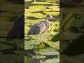 Shant Paani Mein Khada Dhairya Ka Shikari #wildlife #viral #shortvideo #birds