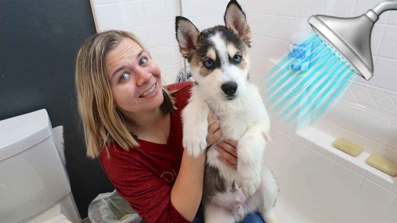 PUPPIES FIRST BATH! *disaster*