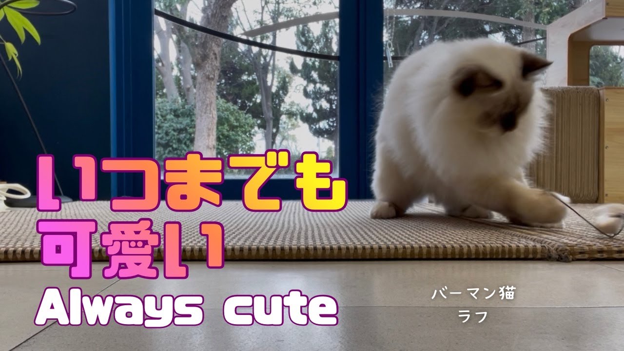 バーマン猫ラフ【いつまでも可愛い】Always cute（バーマン猫）Birman/Cat
