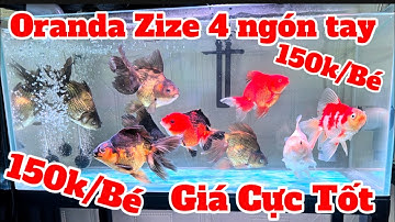 Cập Nhật Đàn Cá Oranda Zize 3 4 Ngón Tay Giá Cực Rẻ - Biểu Hiện Cá Mới Về Hồ Mới.