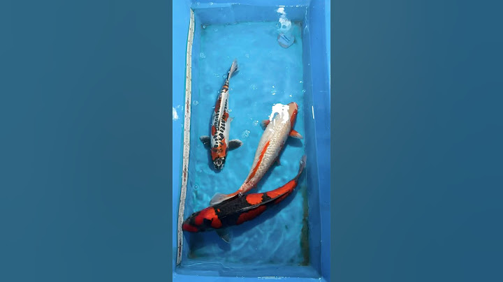 Hot New Arrivals! #koifish #koipond #fish #fishing #nishikigoi #koipond #india #aquarium #koifarm