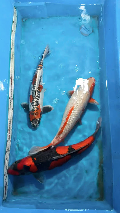 Hot New Arrivals! #koifish #koipond #fish #fishing #nishikigoi #koipond #india #aquarium #koifarm