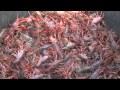 Grown on the Bayou | Southeast Texas Crawfish