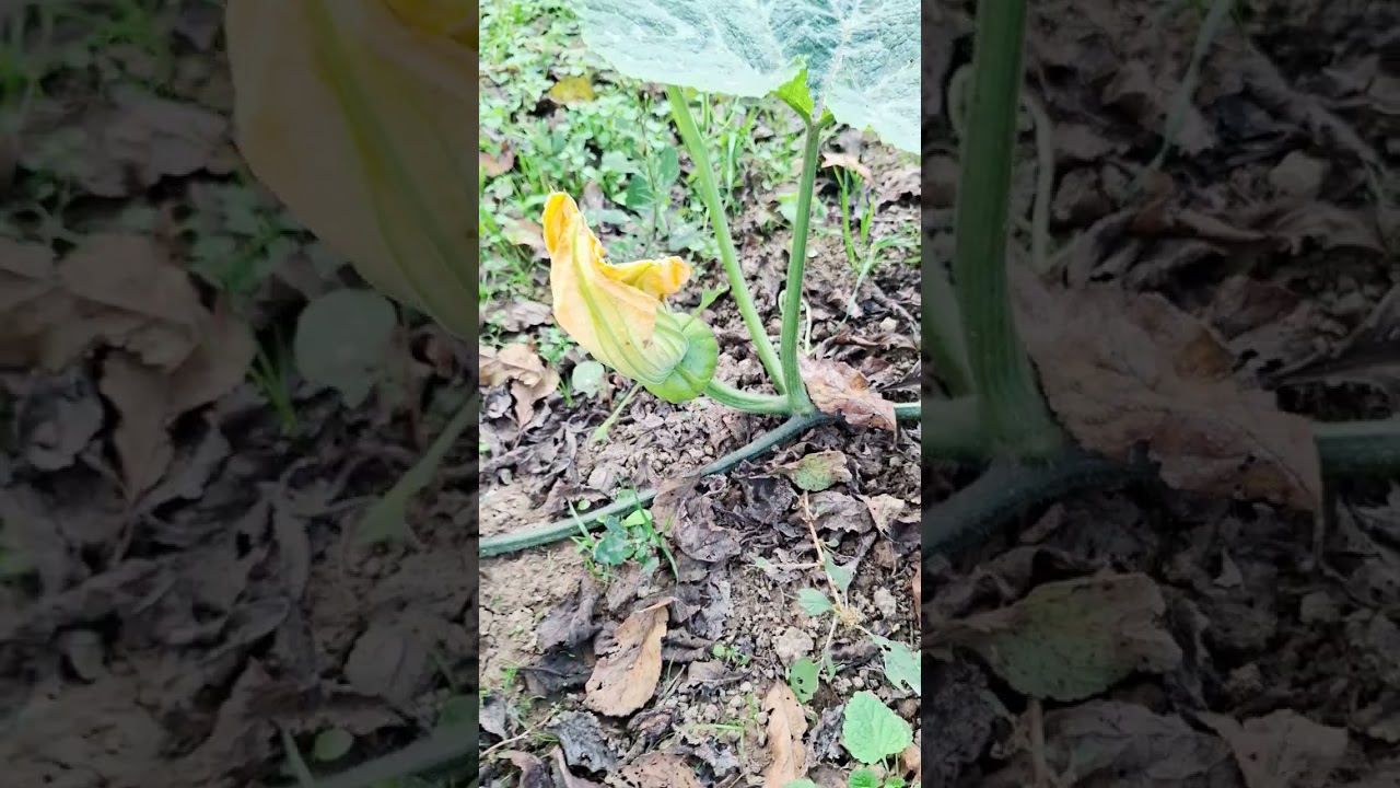 My garden in autumn season 