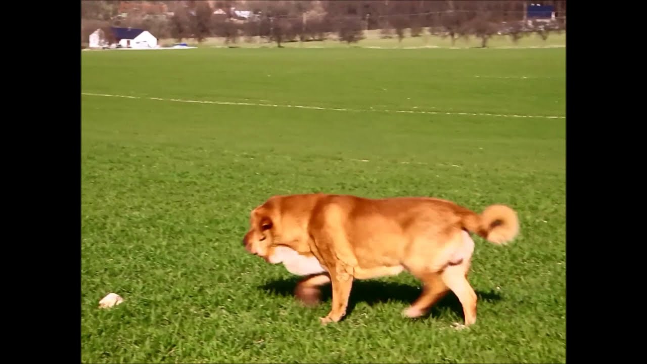 Mastin Espanol Spanish Mastiff Maximo 12 Months Youtube