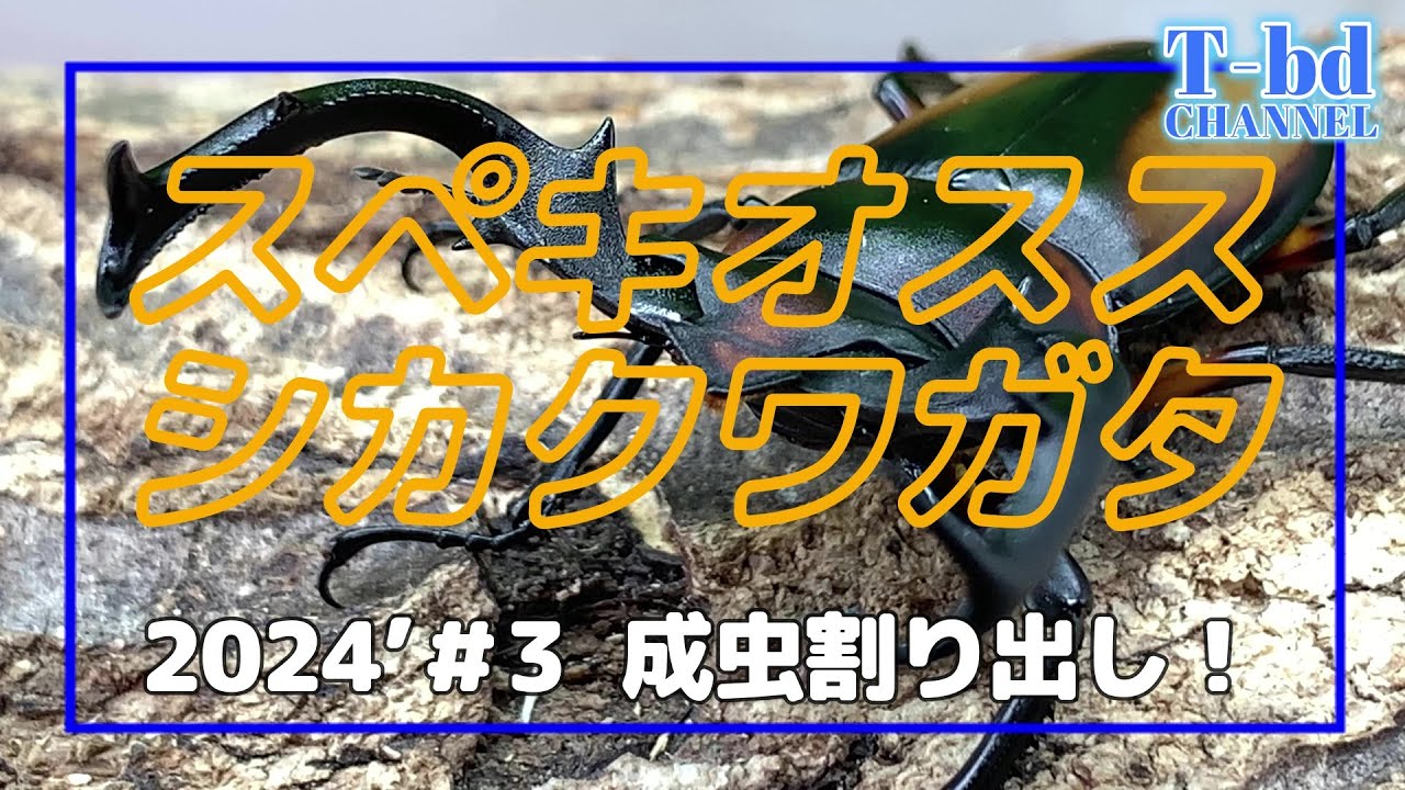 スペキオススシカクワガタ2024’＃3