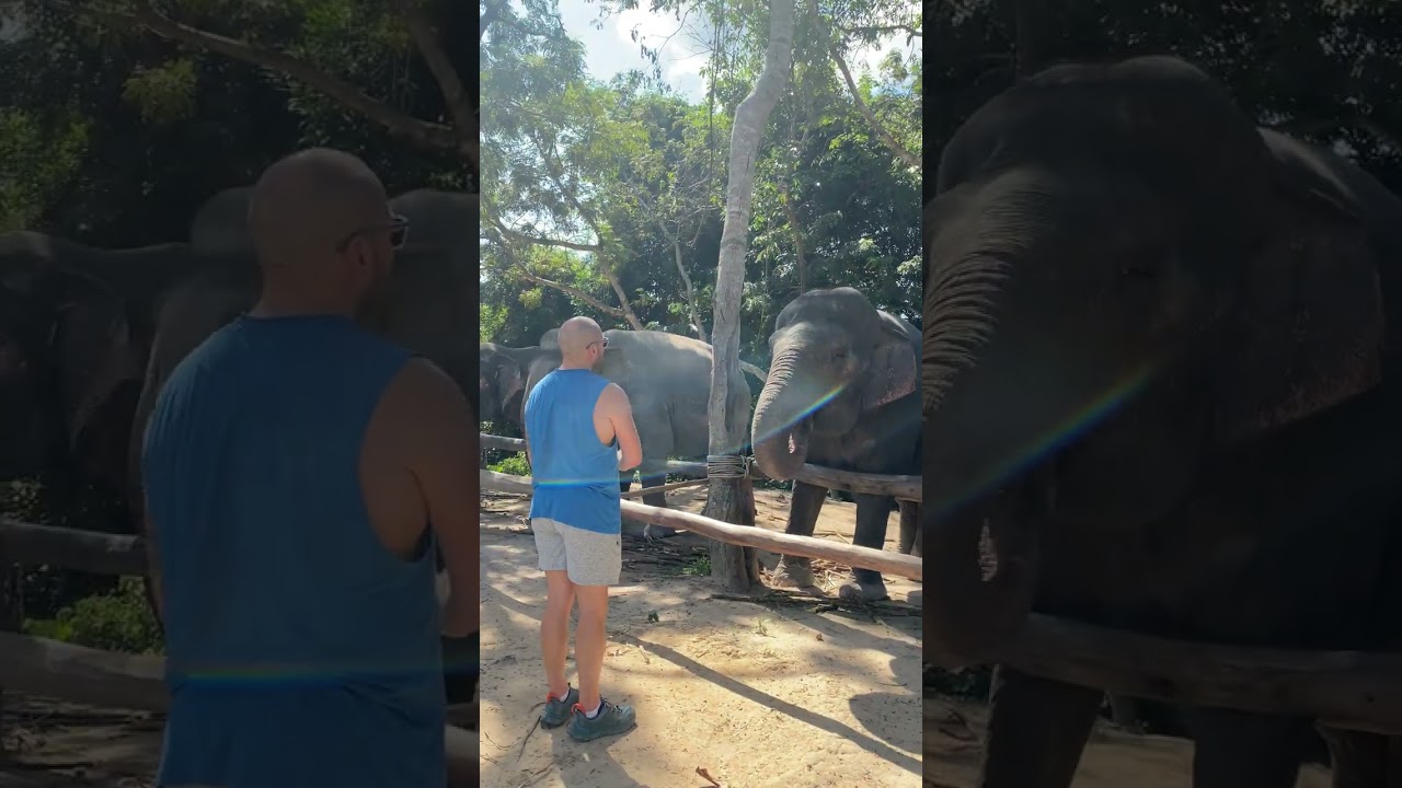 Kulen Elephant Forest feeding Area