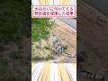 犬みたいに付いてくる野良猫がおるんやが #2ch動物スレ #猫動画 #猫のいる暮らし
