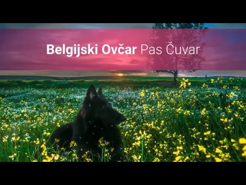 Video: Vrste belgijskih ovčara