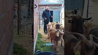 Cabras al Campo: trucos y secretos para el manejo ??