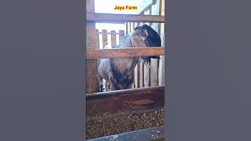 Thumbnail of Gambaran harga kambing jantan yang ada di jaya farm