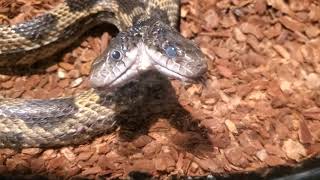 Two-Headed Snake