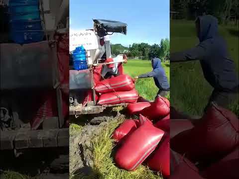 Video May cắt lúa kubota 70 cắt lúa cực chất#Shorts - youtube